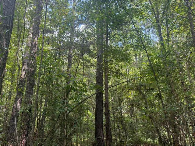 Land for sale in Maben, Mississippi