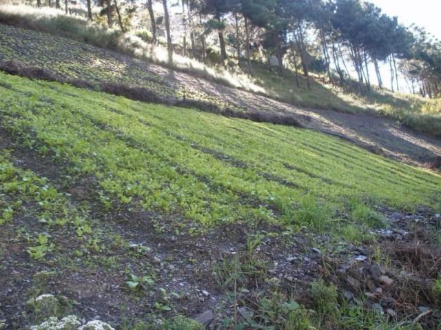 Finca en venta en Jajo, Trujillo