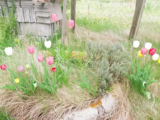 Haus kaufen in Groß Gerungs, Niederösterreich