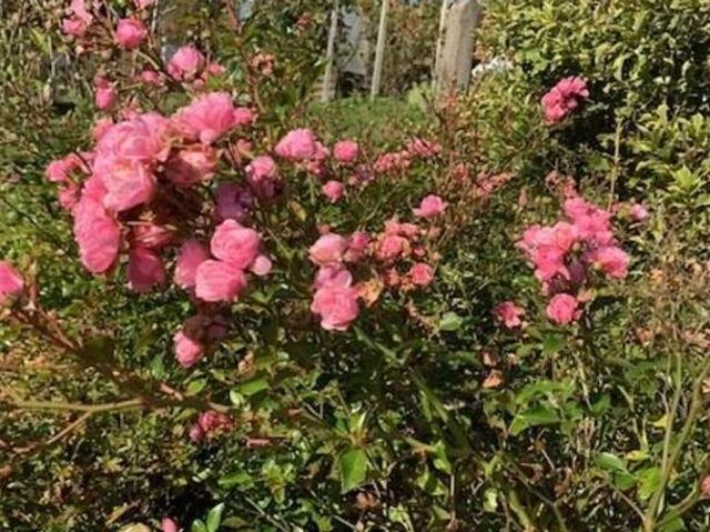 Haus mieten in Wies, Steiermark