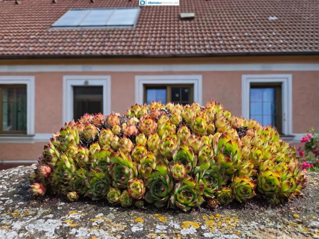 Haus kaufen in Raabs an der Thaya, Niederösterreich
