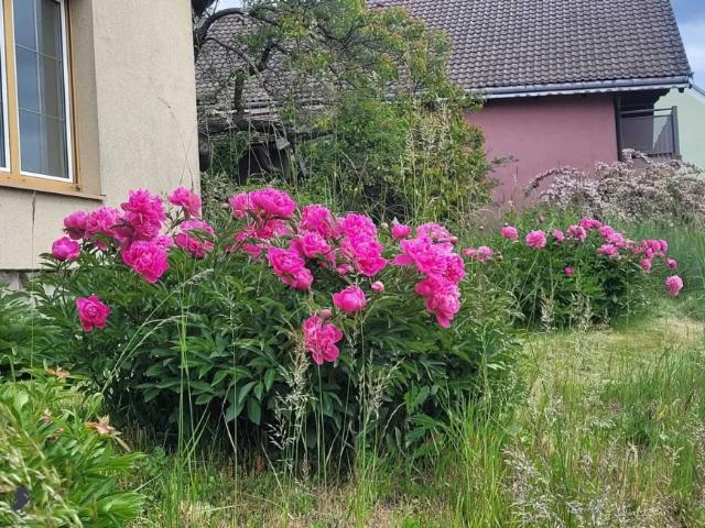 Haus kaufen in Bergern im Dunkelsteinerwald, Niederösterreich