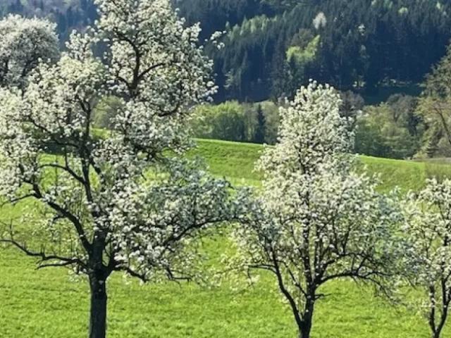 Haus kaufen in Oberndorf an der Melk, Niederösterreich
