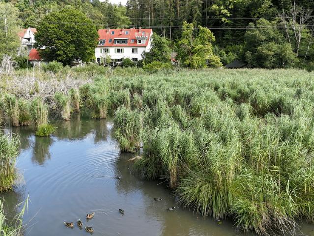 Haus kaufen in Jestetten, Landkreis Waldshut