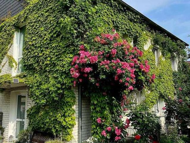 Haus kaufen in Chorweiler, Köln