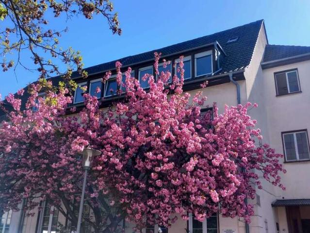 Haus kaufen in Süd, Ludwigshafen