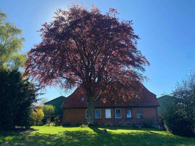 Haus kaufen in Struxdorf, Schleswig-Holstein