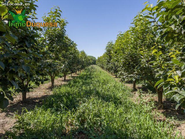 Local Comercial en venta en La Zubia
