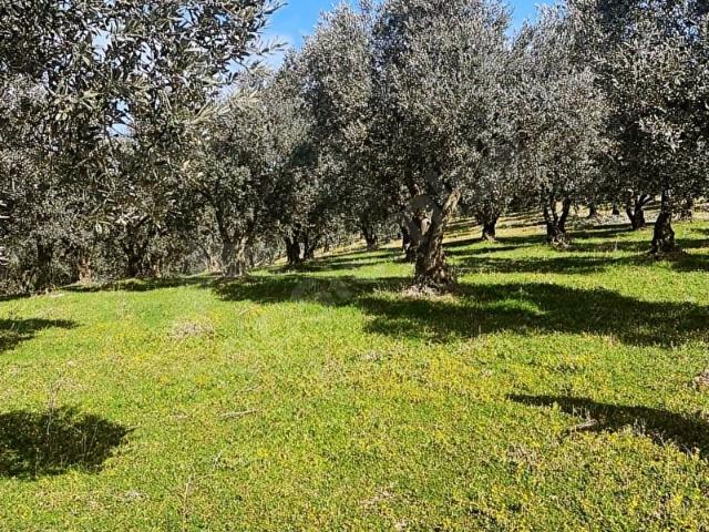 Mudanya, Bursa içerisinde satılık Arsa