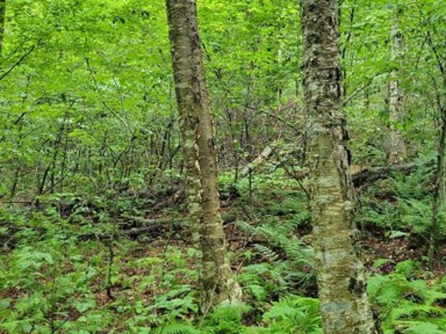 Land for sale in Bennington, Vermont