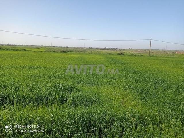 Propriété vente à Gharb-Chrarda-Beni Hssen
