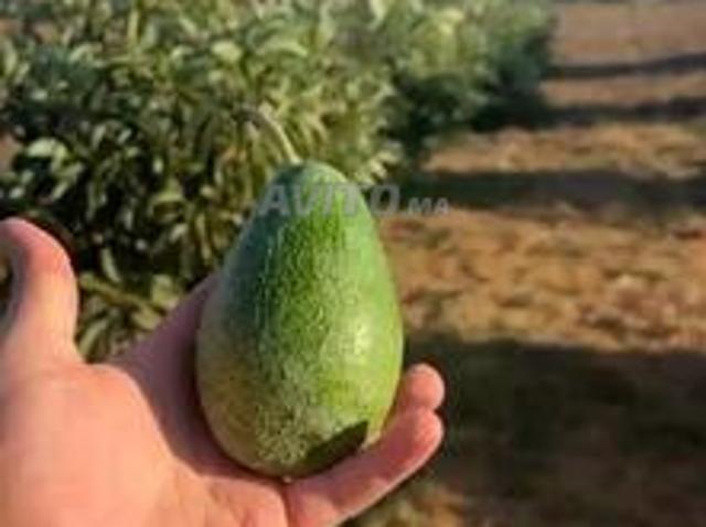 Propriété vente à Sidi Allal El Bahraoui