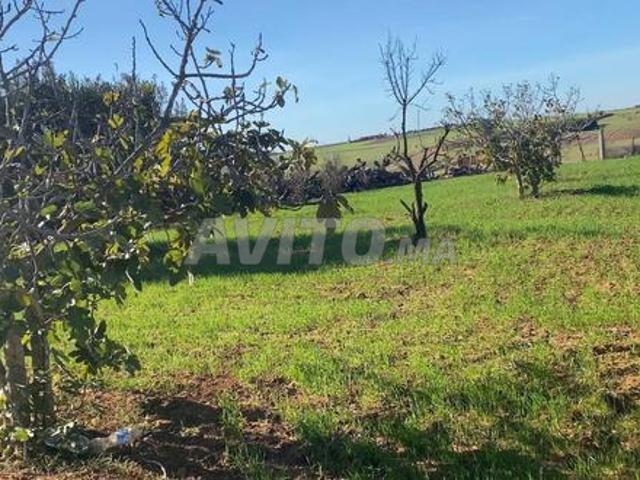 Propriété vente à Lyautey