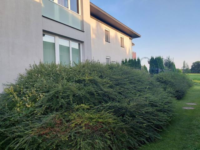 Wohnung mieten in Ried im Innkreis, Oberösterreich