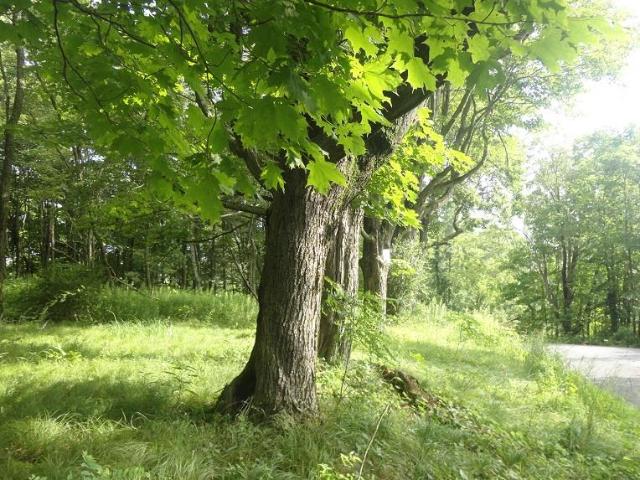 Land for sale in Pine Bush, New York