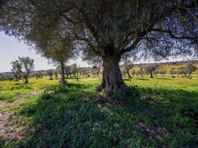Quinta venda em Alter Do Chão, Portalegre