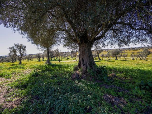 Quinta venda em Alter Do Chão, Portalegre