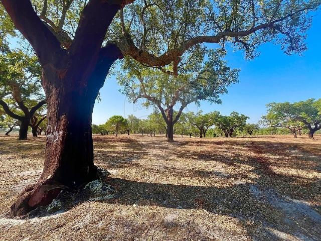 Quinta venda em Galveias, Ponte de Sor