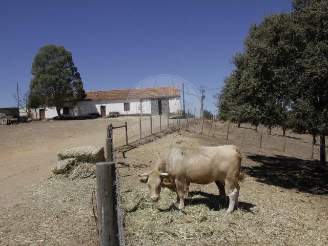 Quinta venda em Évora, Courelas da Gama e Bispo