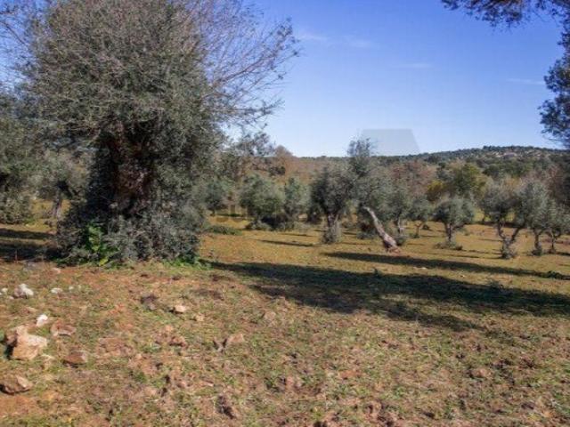 Terreno venda em Alter Do Chão, Portalegre