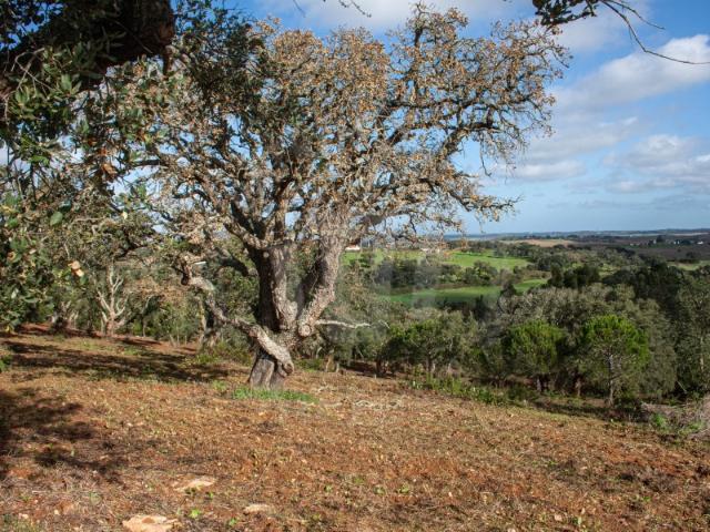 Quinta venda em São Luís, Cerca da Corte Pinheiro