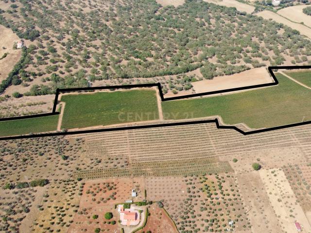 Terreno venda em Estremoz, Évora