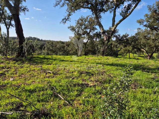 Quinta venda em Mora, Évora