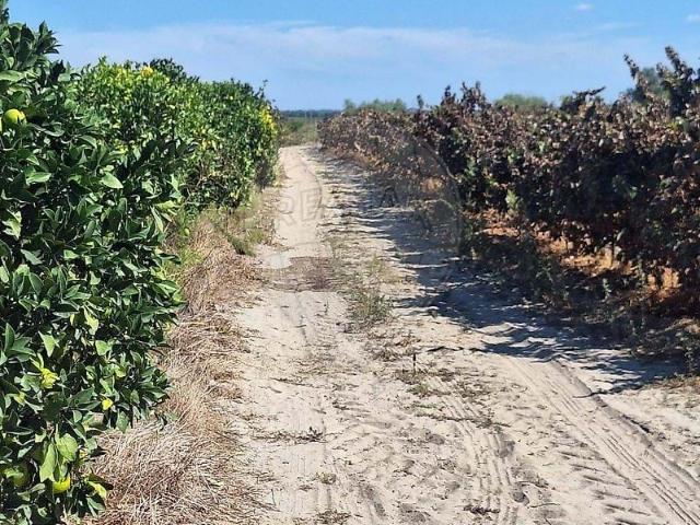 Quinta venda em Palmela, Setúbal