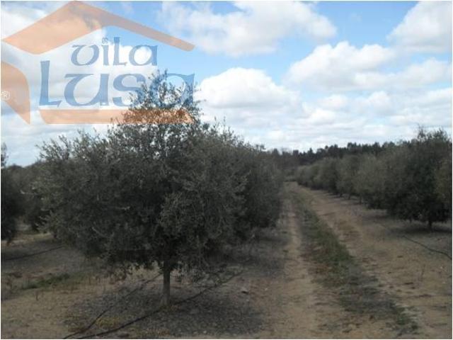 Terreno venda em Monforte da Beira, Castelo Branco