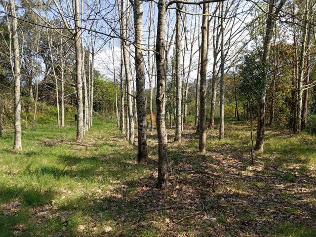 Solar venda em Aguiar, Paredes