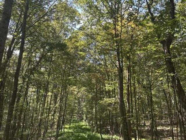 Land for sale in Tracy City, Middle Tennessee