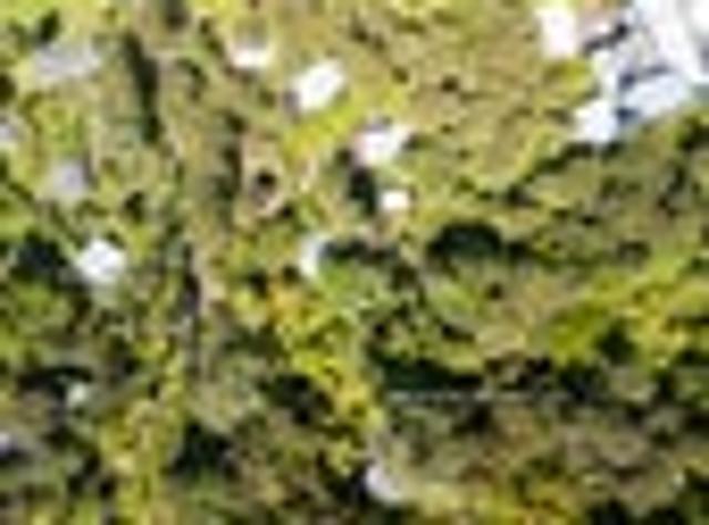 Land for sale in Ōmiha, Waiheke