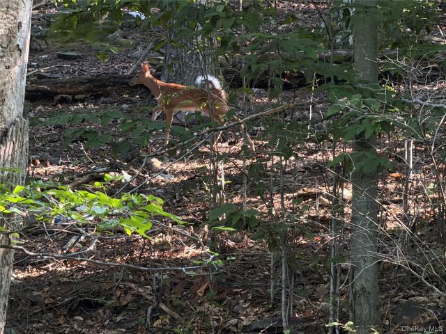 Land for sale in Arkville, New York