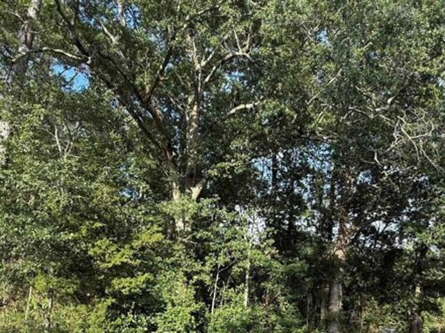 Land for sale in Orangeburg