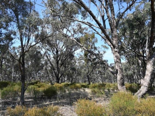 Cottage for sale in Kingower, Victoria