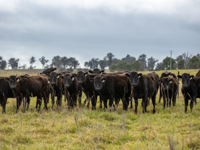Property for sale in Armidale Regional Council, New South Wales