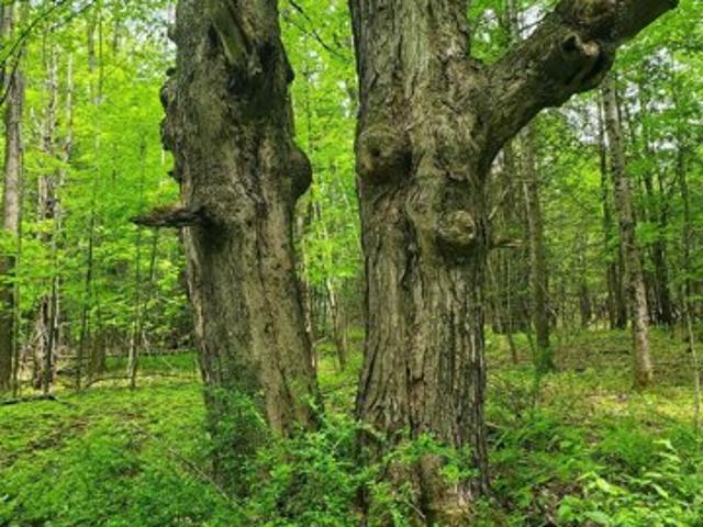 Land for sale in Barton, Vermont