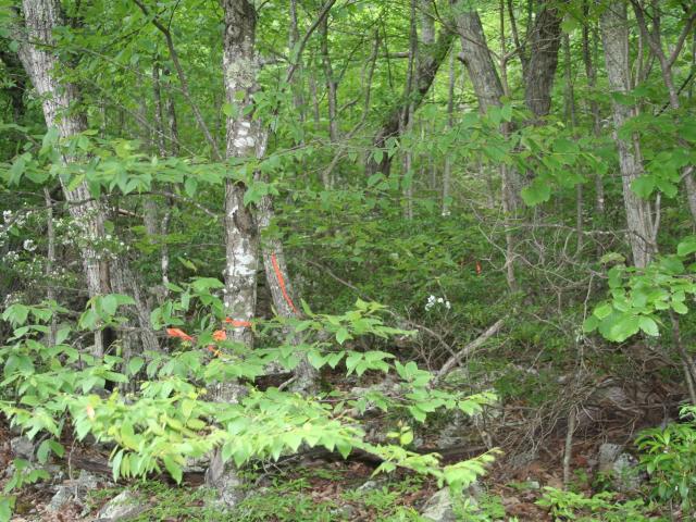 Land for sale in Virginia