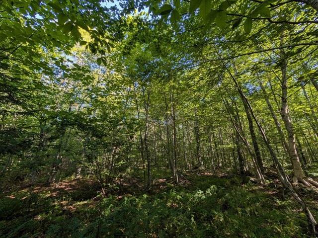 Land for sale in Montgomery, Vermont