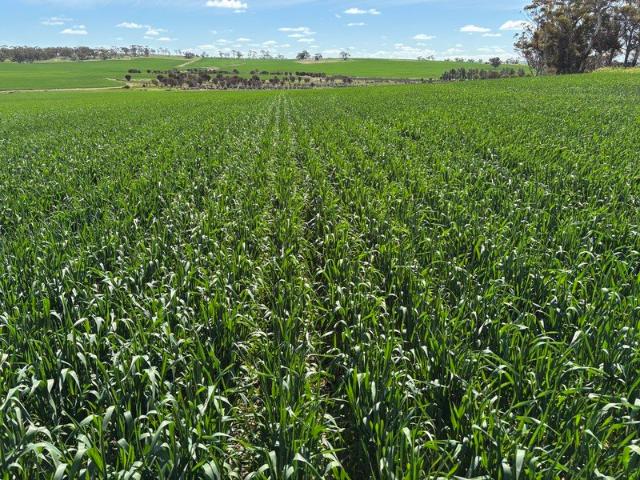 Property for sale in Grass Valley, Western Australia