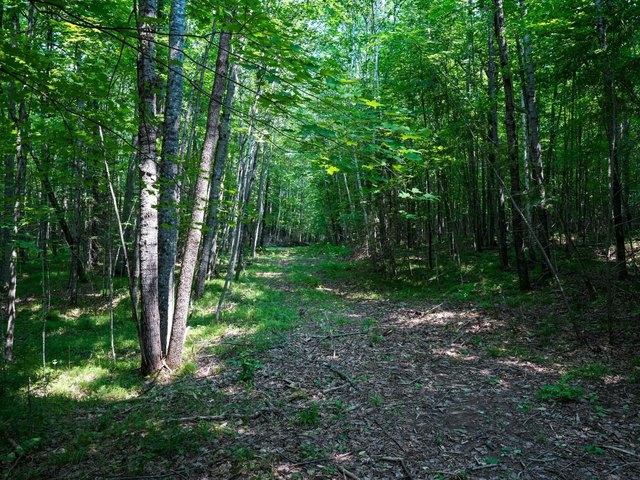 Land for sale in Vilas, Wisconsin
