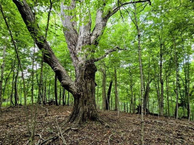 Land for sale in Sparta, Kentucky