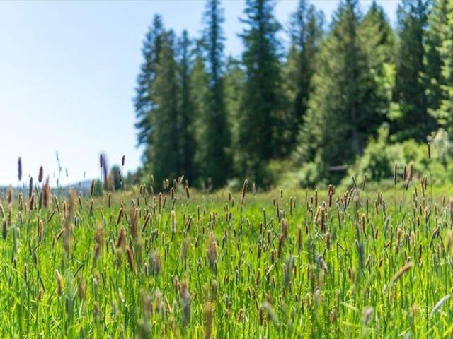 Land for sale in Newport, Washington