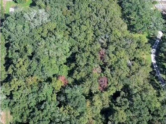 Land for sale in Buras, Louisiana