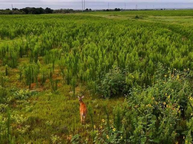 Farm for sale in Quanah, Texas