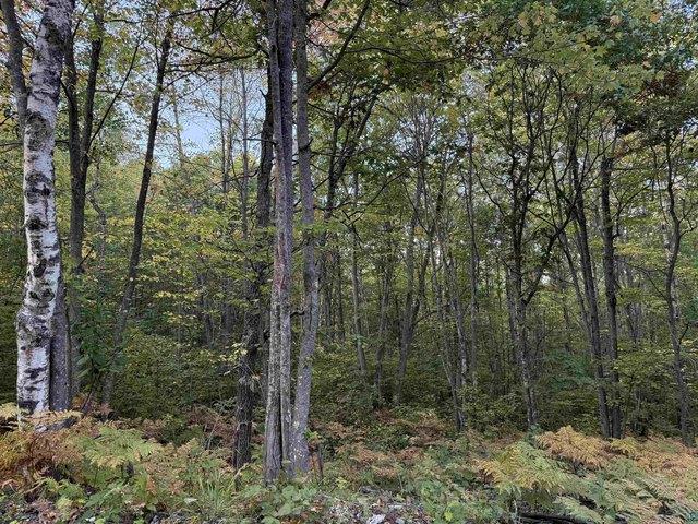 Land for sale in Iron River, Wisconsin