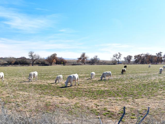 Land for sale in New Mexico