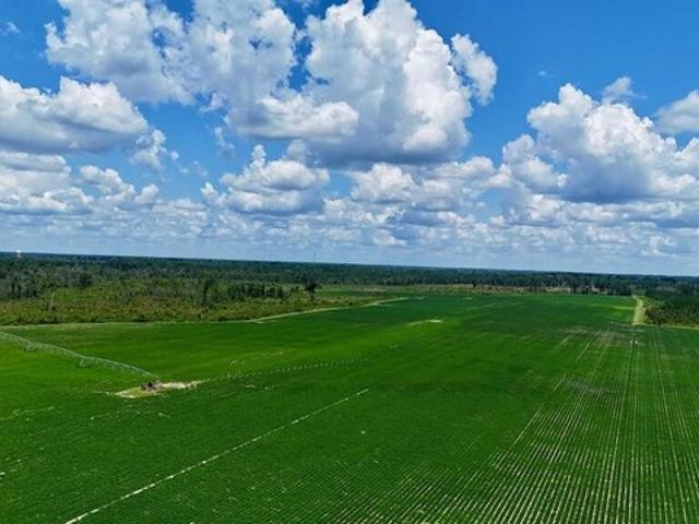 Land for sale in Alma, Georgia