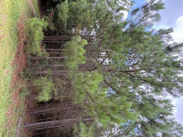 Land for sale in Barnwell, South Carolina