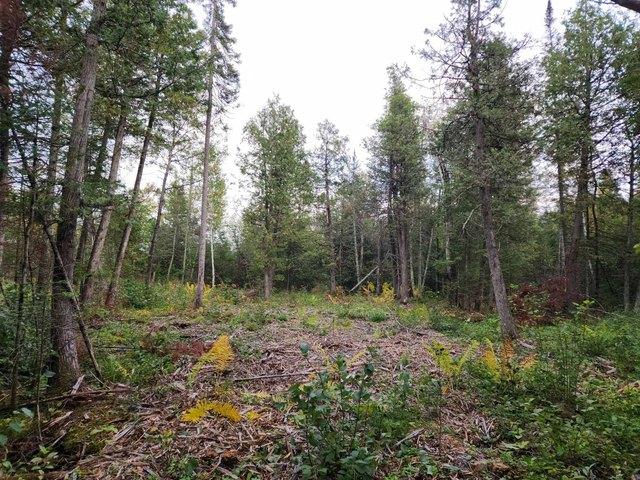 Land for sale in Aniwa, Wisconsin